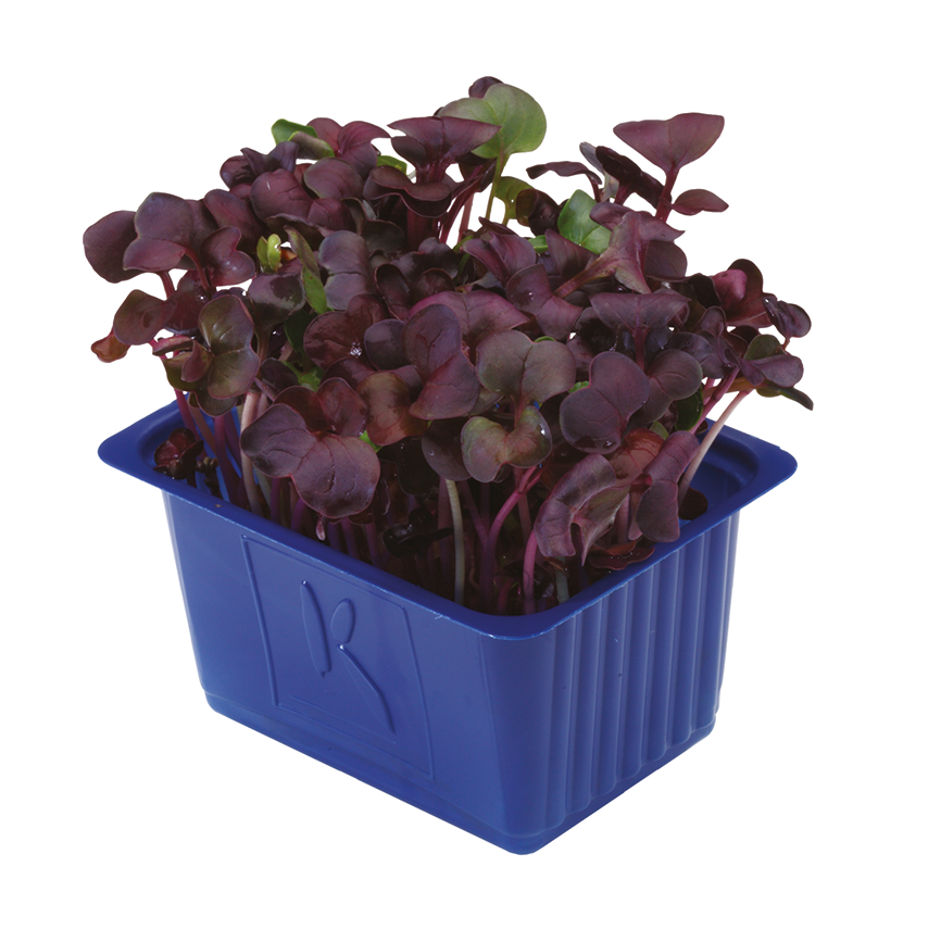 Kırmızı Turp Filizi